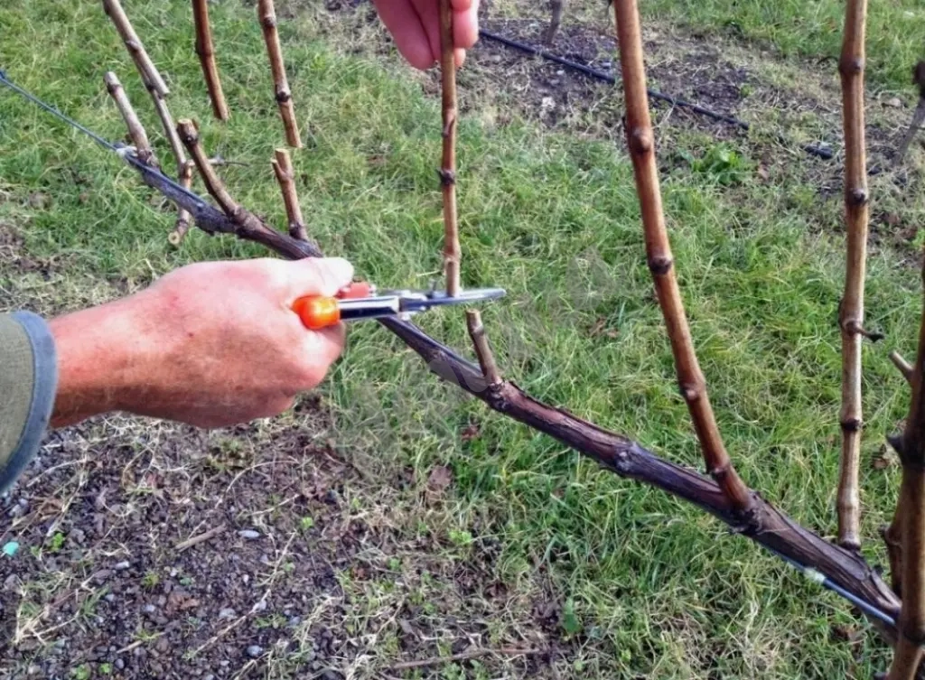 Обрезка винограда – залог богатого урожая!